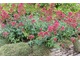 Ostrogowiec czerwony (Centranthus ruber)