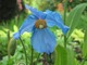 Meconopsis