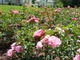 Róże bukietowe powoli zarastają powierzchnię im przeznaczoną