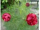 Paeonia tenuifolia, fot. Łucja Badarycz