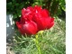 Paeonia tenuifolia, fot. Łucja Badarycz