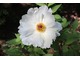 Piwonia drzewiasta (Paeonia suffruticosa)