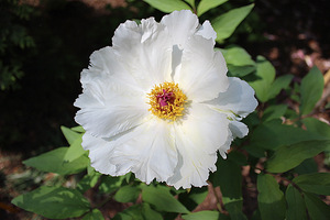 Piwonia drzewiasta (Paeonia suffruticosa)