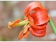 Lilium martagon - w miarę dojrzewania mięsiste działki okwiatu odginają się coraz mocniej na zewnątrz
