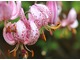 Lilium martagon ma kwiaty barwy od ciemnoróżowej do brudnolila, ciemnopurpurowo nakrapiane,  łukowato zwieszające się na szypułkach