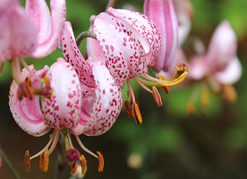 Lilium martagon ma kwiaty barwy od ciemnoróżowej do brudnolila, ciemnopurpurowo nakrapiane,  łukowato zwieszające się na szypułkach