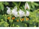 Lilium martagon - lilia złotogłów o białych, zwisających kwiatach w kształcie turbana