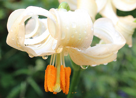 Lilium martagon - środkiem każdego płatka biegnie rynienka, wypełniona nektarem
