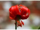 Lilium martagon 