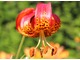 Lilium pardalinum pochodzi z zachodniej części Ameryki Północnej, osiąga 100-230 cm i kwitnie na terenach podmokłych w pobliżu rzek 