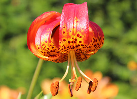 Lilium pardalinum pochodzi z zachodniej części Ameryki Północnej, osiąga 100-230 cm i kwitnie na terenach podmokłych w pobliżu rzek 