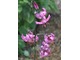 Lilium martagon w Polsce jest rośliną rzadką i chronioną, spotykaną w Sudetach i Karpatach