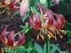 Lilium martagon "Arabian Knight"