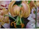Lilium martagon "Guinea Gold"