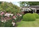 Lilium regale - lilia królewska należy do roślin cenionych i często uprawianych w ogrodach. Pięknie wygląda posadzona w dużych grupach