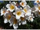 Lilia królewska tworzy w baldachu około 20 kwiatów o średnicy do 12 cm. Kwiaty kształtu lejkowatego skierowane są na boki