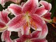 Lilia orientalna "Star Gazer" nadaje się także na kwiat cięty. Jej kwiaty długo utrzymują się w wazonie