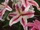 Lilia orientalna "Tiger Woods" o egzotycznym wyglądzie ma białe, mocno piegowate kwiaty ze śmiałym, różowym paskiem  