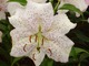 Lilie orientalne często mają nakrapiane płatki