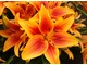 Lilia azjatycka o pomarańczowych kwiatach
