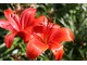 Lilie azjatyckie mogą uprawiać nawet niewtajemniczeni. To rośliny łatwe w uprawie