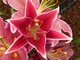 Lilia orientalna "Love Story" ma eleganckie i ogromne kwiaty (15 cm) mocno pachnące