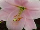 Lilium "Bellsong" - mieszaniec L. longiflorum x orientale