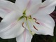 Lilium "Nuance" - mieszaniec L. longiflorum x orientale