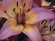 Lilium "Royal Sunset" - mieszaniec L. longiflorum x orientale