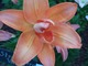 Lilia azjatycka "Strawberry Vanilla" o podwójnych kwiatach