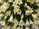 Lilium longiflorum - lilia długokwiatowa w bukiecie jednogatunkowym