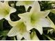 Lilium longiflorum - idealny kwiat do dekoracji w czasie ważnych uroczystości
