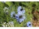 Czarnuszka damasceńska ( Nigella damascena)