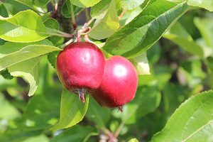 Owocują jabłonie
