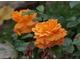"Bernstein-Rose" - niewielka róża rabatowa, która kwitnie praktycznie cały sezon, fot. Anna Ścigaj