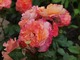 "Augusta Luise" - piękna róża nostalgiczna, fot. Anna Ścigaj
