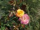 Donice pozwalają na tworzenie dowolnych kompozycji. Tutaj róża wstawiona do ozdobnej trawy, fot. Anna Ścigaj