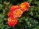 "Mambo" - róża wielokwiatowa, fot. Anna Ścigaj