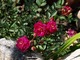 Róża "Purple Rain" - nowa odmiana od Kordesa o cechach płożących róż okrywowych, gęstym ulistnieniu i obfitym kwitnieniu, fot. Anna Ścigaj