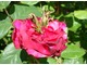 Róża "Othello", fot. Danuta Młoźniak