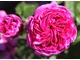 Róża "Charles de Mills", fot. Danuta Młoźniak