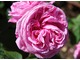Róża "Gertrude Jekyll", fot. Danuta Młoźniak