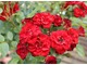 Róża miniaturowa "Scarlet Patio" - idealna do donic, fot. Danuta Młoźniak