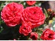 Róża z grupy Patio - odmiana "Birthday Wishes", fot. Danuta Młoźniak