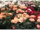 Grupa róż o miniaturowym wzroście, fot. Danuta Młoźniak