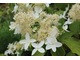 Hydrangea paniculata