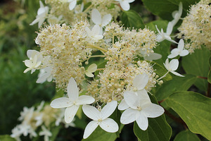 Hydrangea paniculata