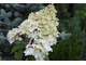 Hydrangea paniculata "Renhy" VANILLE FRAISE -  Pierwsza nagroda Salon du Vegetal we Francji.  Brązowa medalistka targów Plantarium.