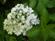 Hydrangea paniculata "Renhy" VANILLE FRAISE - jej kwiaty mocno różowieją wyglądając jak lody waniliowo - truskawkowe