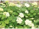 Hydrangea arborescens